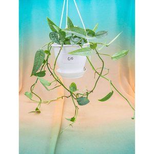 Cebu Blue Pothos 4.5" US Seller Potted RARE